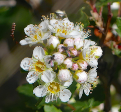 Physocarpus monogynus