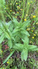 Bellardia viscosa