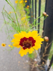 Coreopsis tinctoria