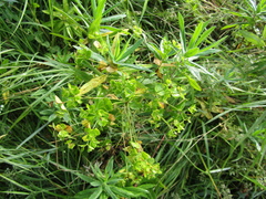 Euphorbia salicifolia