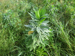 Euphorbia salicifolia