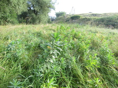 Euphorbia salicifolia