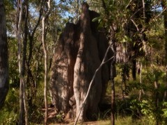 Nasutitermes triodiae