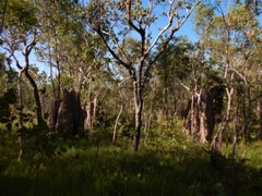 Nasutitermes triodiae