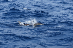 Carcharhinus longimanus