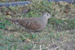 Columbina talpacoti