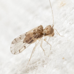 Ectopsocus californicus