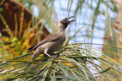 Helmeted Friarbird photo 2