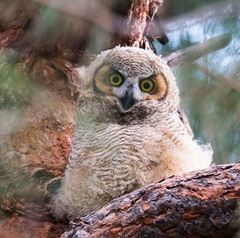 Bubo virginianus