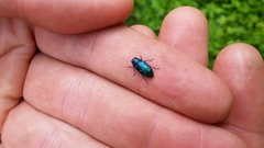 Chrysobothris azurea