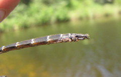 Somatochlora cingulata