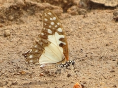 Graphium angolanus
