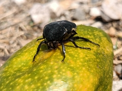 Cotinis mutabilis atrata