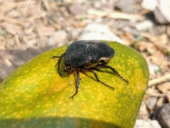 Cotinis mutabilis atrata