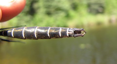 Somatochlora cingulata