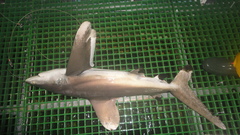 Carcharhinus longimanus