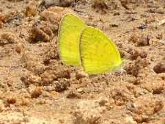 Eurema brigitta brigitta