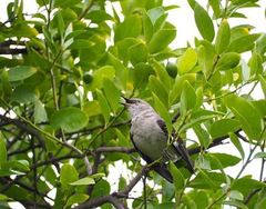 Mimus polyglottos