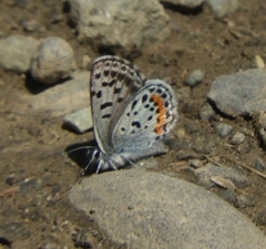 Euphilotes heracleoides