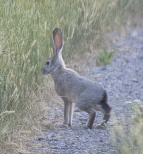 Black-tailed Jackrabbit photographed in Idaho