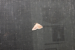 Anticlea multiferata