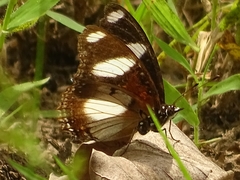 Hypolimnas misippus