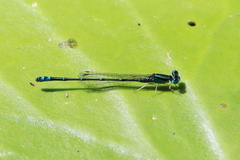 Austroagrion exclamationis