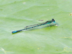 Austroagrion exclamationis