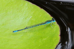 Austroagrion exclamationis