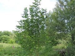 Fraxinus pennsylvanica lanceolata