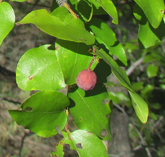 Ziziphus mucronata image