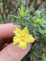 Hibbertia concinna