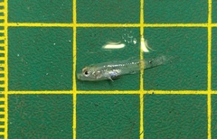 Rhinogobius similis
