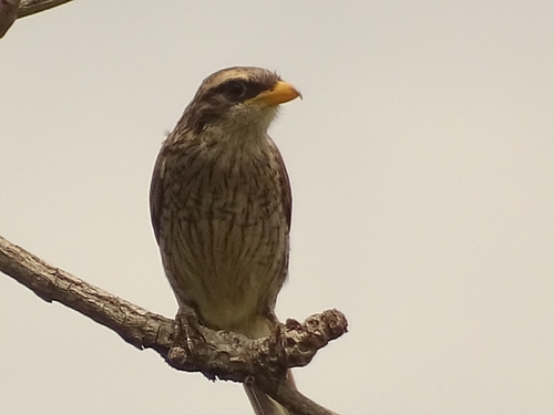 Yellow-billed Shrike
