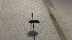 Dermestes marmoratus