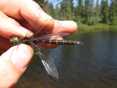 Somatochlora cingulata