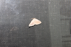 Anticlea multiferata