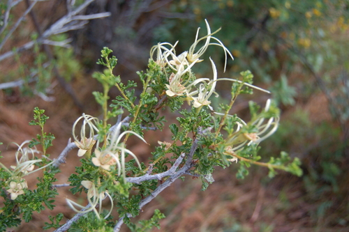 Stansbury's Cliffrose
