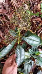 Palicourea