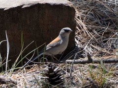Junco hyemalis dorsalis