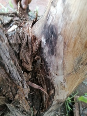 Centruroides hoffmanni