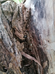 Centruroides hoffmanni