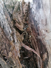 Centruroides hoffmanni