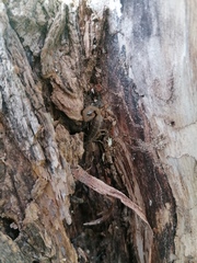 Centruroides hoffmanni