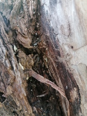 Centruroides hoffmanni