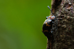 Gerstaeckerus rubropictus