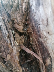 Centruroides hoffmanni