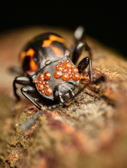 Gerstaeckerus rubropictus