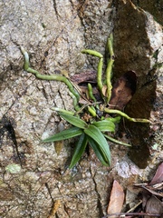 Sarcochilus