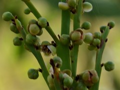 Hibbertia complanata